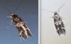 Mompha sp.